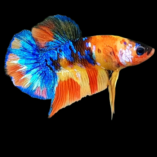 Multicolor Yellowbase Galaxy HMPK Male