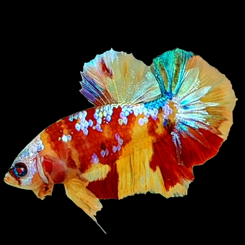 Multicolor Yellowbase Galaxy HMPK Male