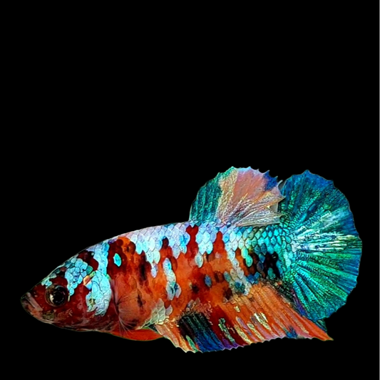 Multicolor Galaxy HMPK Female For Sorority Tank/Breed