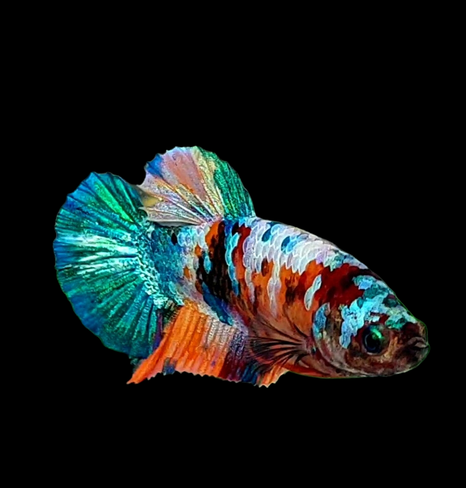 Multicolor Galaxy HMPK Female For Sorority Tank/Breed