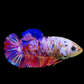 Multicolor Pink Galaxy HMPK Female For Sorority Tank/Breed