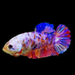 Multicolor Pink Galaxy HMPK Female For Sorority Tank/Breed