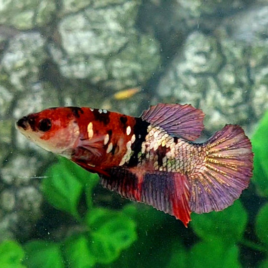 Red Koi Copper Gold Galaxy HMPK Female For Sorority Tank/Breed