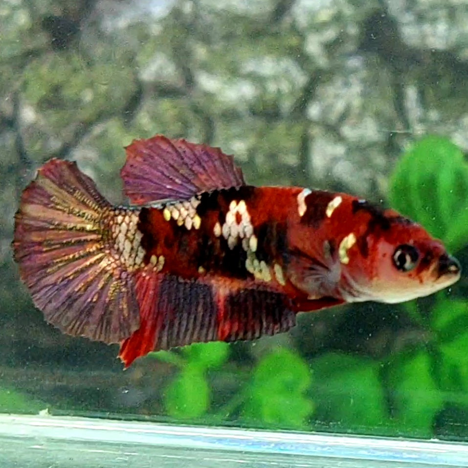 Red Koi Copper Gold Galaxy HMPK Female For Sorority Tank/Breed