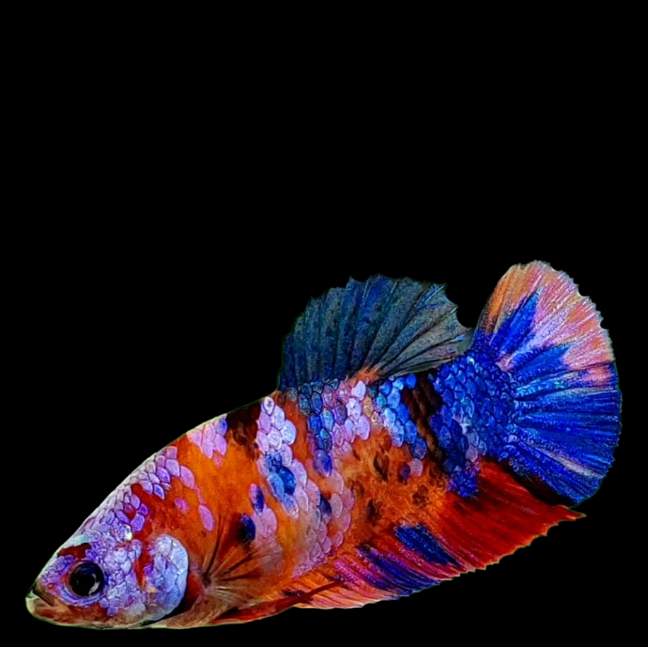 Multicolor Candy Galaxy HMPK Female For Sorority Tank/Breed