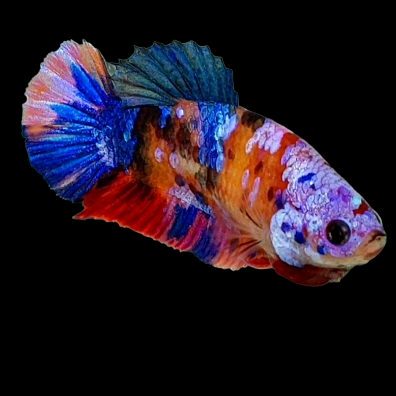 Multicolor Candy Galaxy HMPK Female For Sorority Tank/Breed