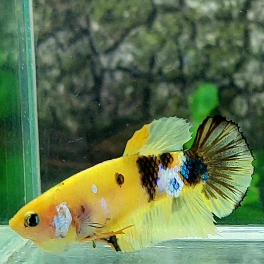 Yellow Tiger Galaxy HMPK Female For Sorority Tank/Breed