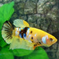 Yellow Tiger Galaxy HMPK Female For Sorority Tank/Breed