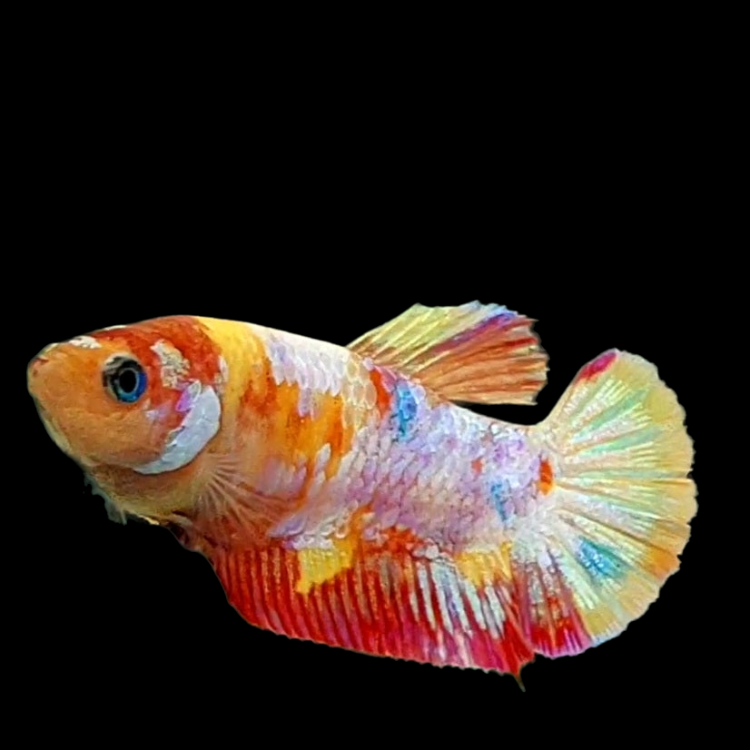 Multicolor Yellow Gold Galaxy HMPK Female For Sorority Tank/Breed