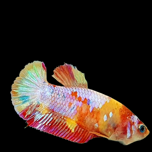 Multicolor Yellow Gold Galaxy HMPK Female For Sorority Tank/Breed