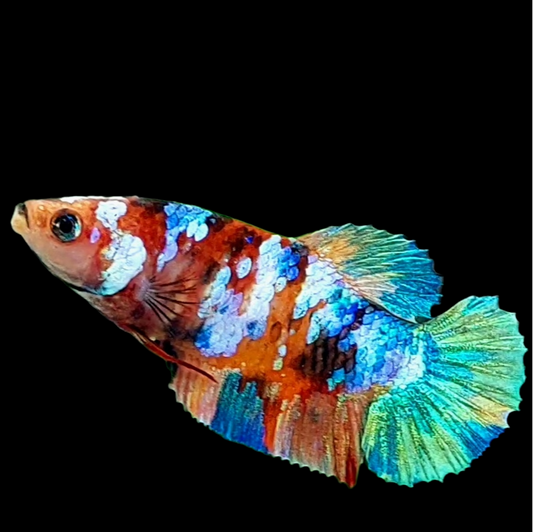 Multicolor Galaxy HMPK Female For Sorority Tank/Breed