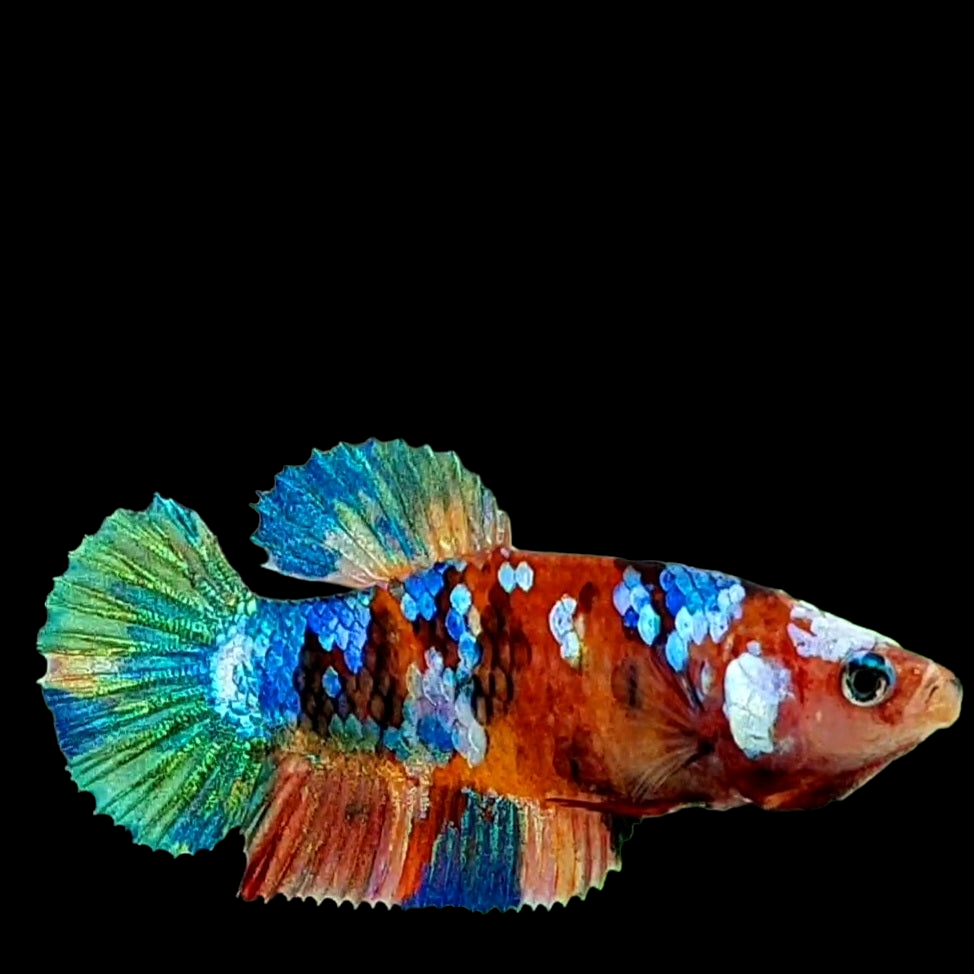 Multicolor Galaxy HMPK Female For Sorority Tank/Breed