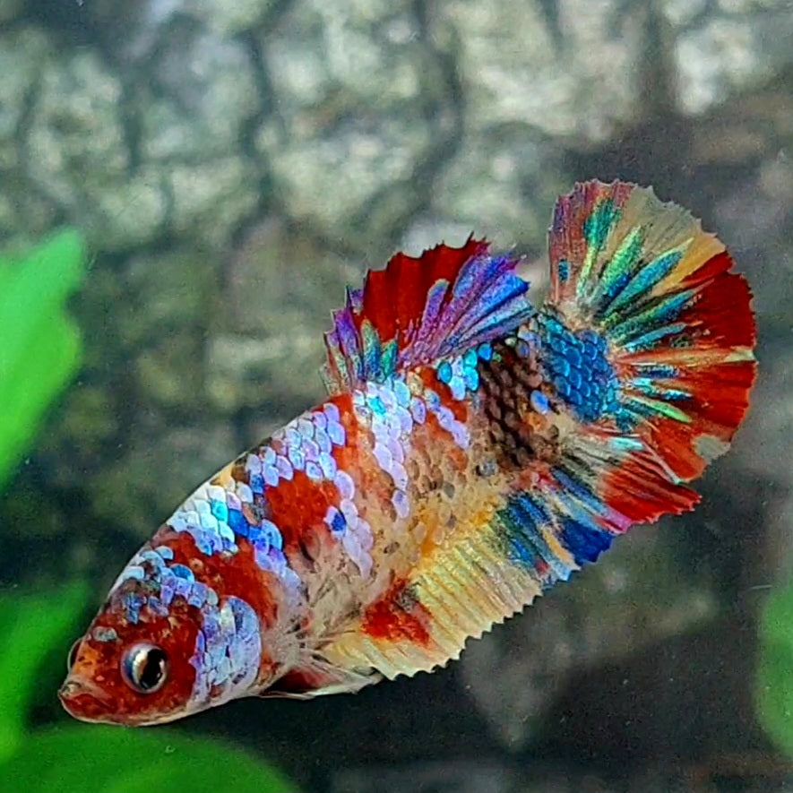 Multicolor Galaxy HMPK Female For Sorority Tank/Breed