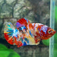 Multicolor Galaxy HMPK Female For Sorority Tank/Breed