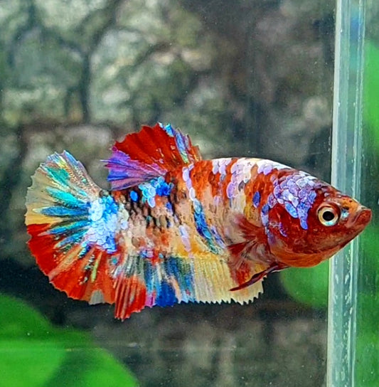 Multicolor Galaxy HMPK Female For Sorority Tank/Breed