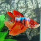 Multicolor Koi Galaxy Halfmoon Female For Sorority Tank/Breed