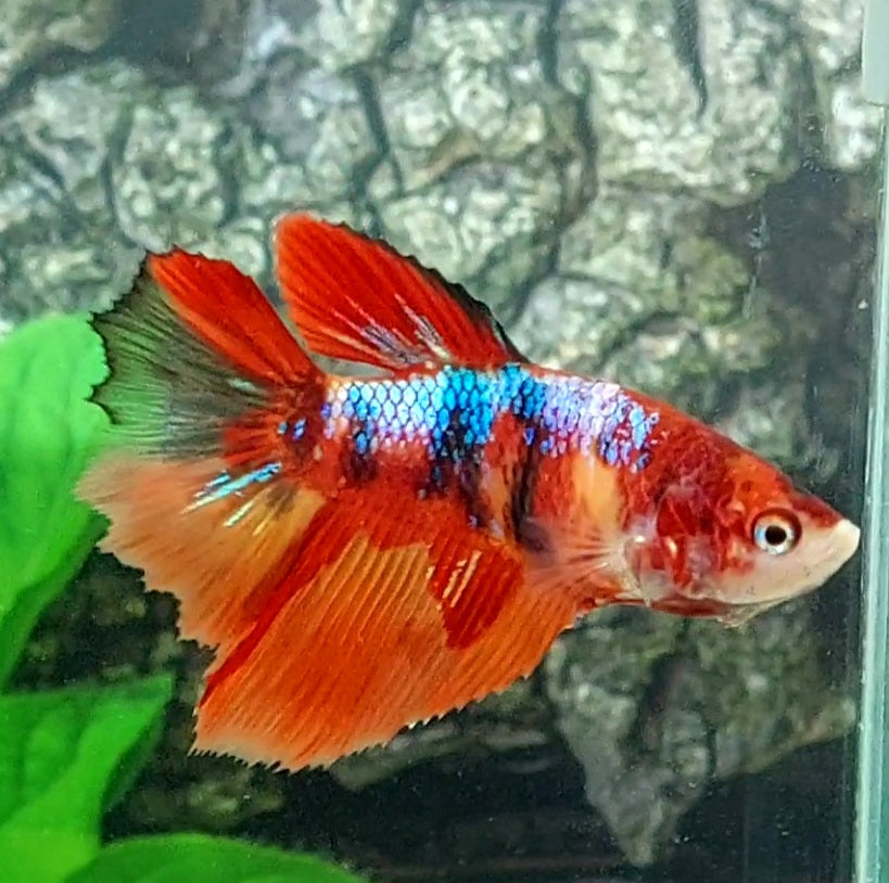 Multicolor Koi Galaxy Halfmoon Female For Sorority Tank/Breed