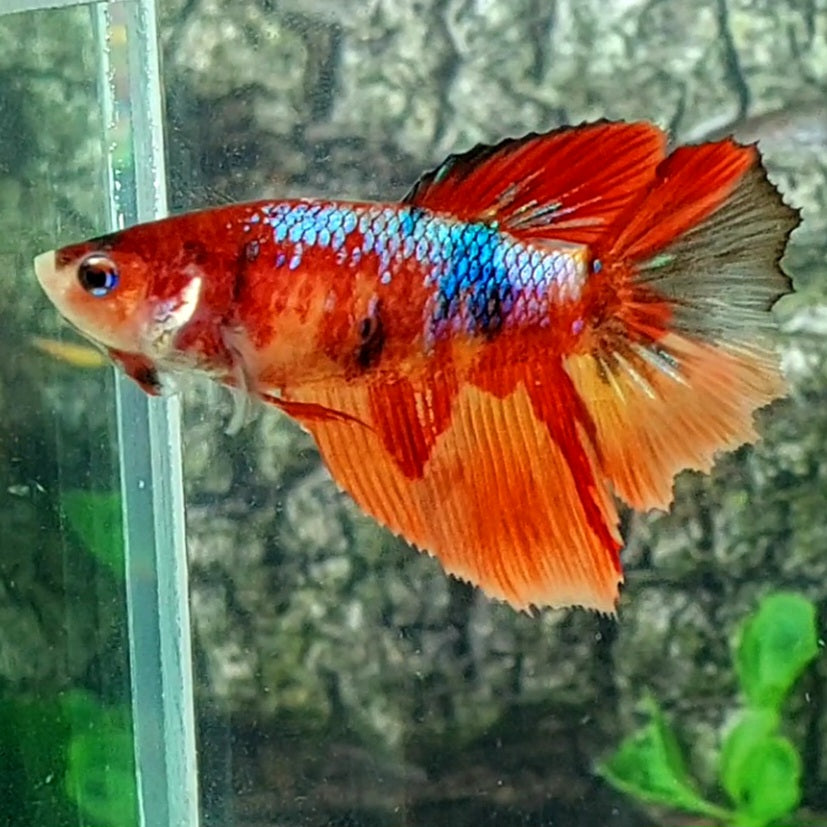 Multicolor Koi Galaxy Halfmoon Female For Sorority Tank/Breed