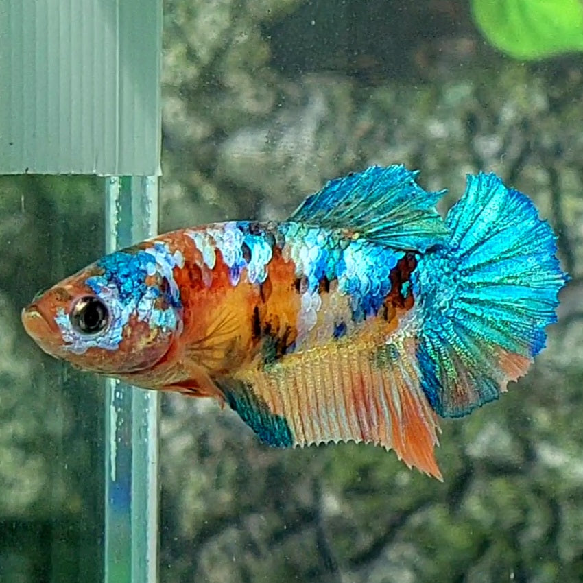 Multicolor Galaxy HMPK Female For Sorority Tank/Breed