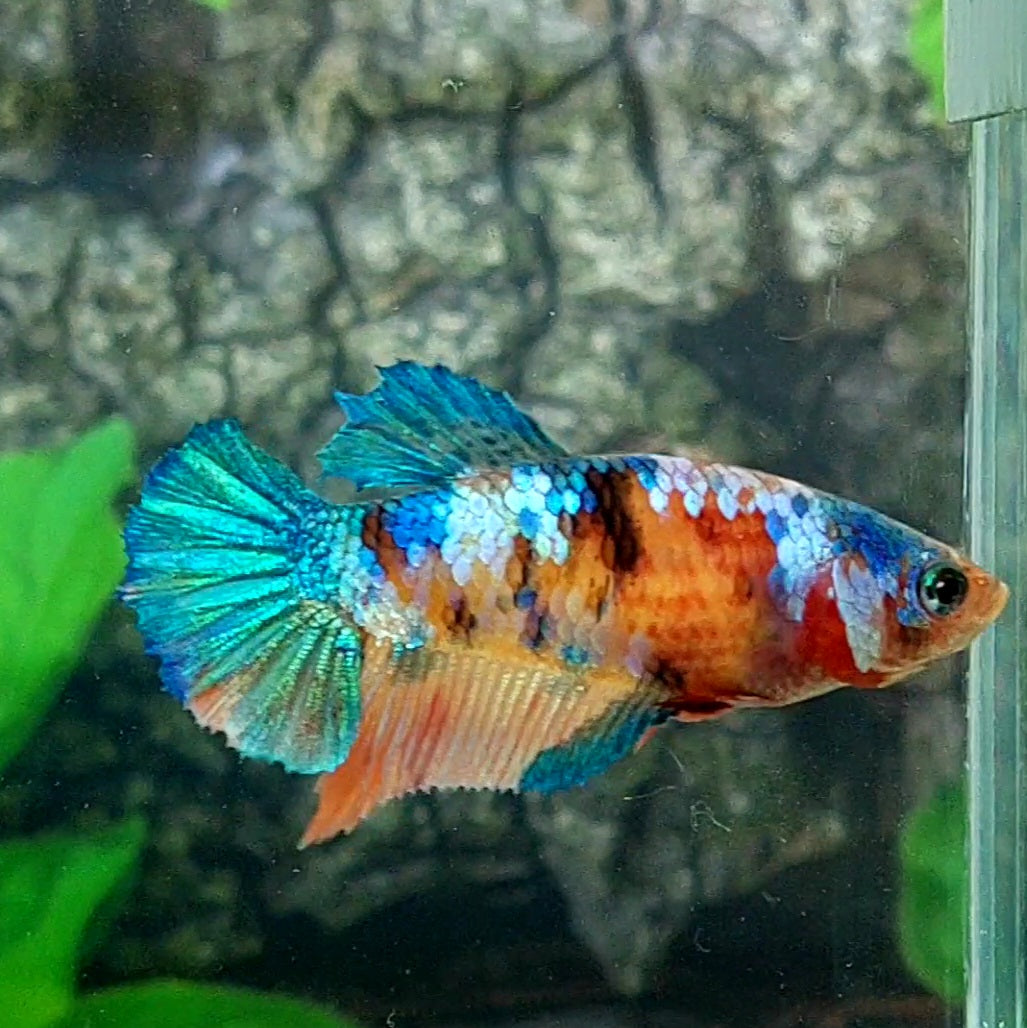 Multicolor Galaxy HMPK Female For Sorority Tank/Breed