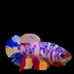 Multicolor Pink Purple Candy HMPK Female For Sorority Tank/Breed