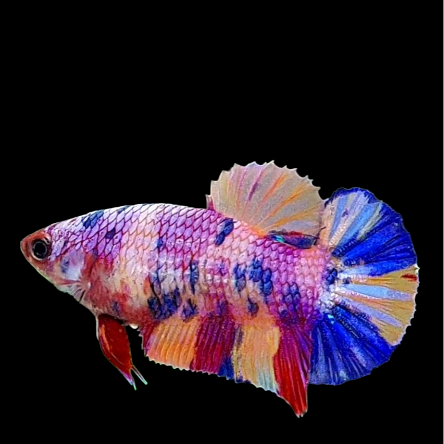 Multicolor Pink Purple Candy HMPK Female For Sorority Tank/Breed