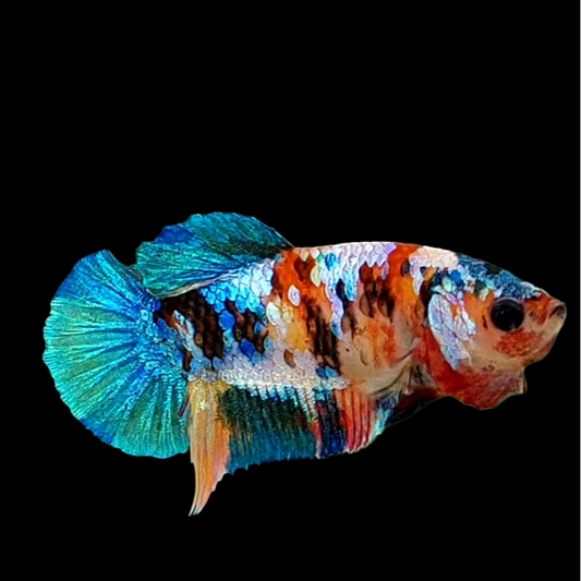 Multicolor Galaxy HMPK Female For Sorority Tank/Breed