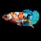 Multicolor Galaxy HMPK Female For Sorority Tank/Breed