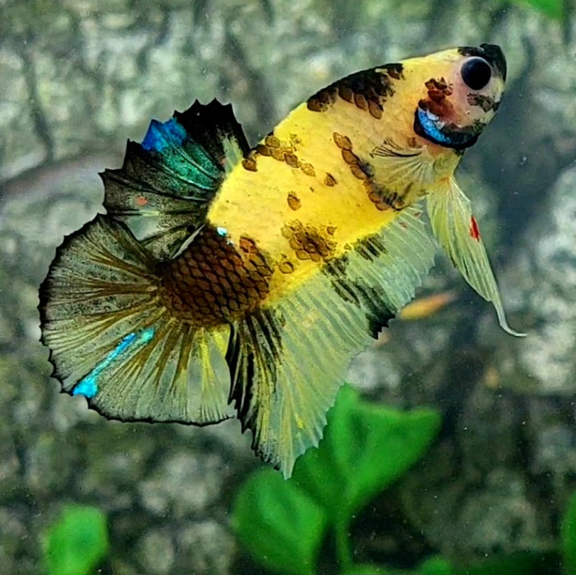 Yellow Marsupilami HMPK Male