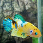 Yellow Koi Galaxy HMPK Female For Sorority Tank/Breed