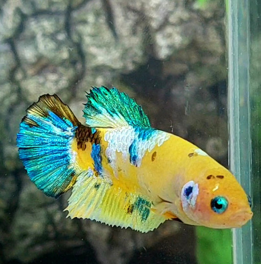 Yellow Koi Galaxy HMPK Female For Sorority Tank/Breed