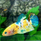 Yellow Koi Galaxy HMPK Female For Sorority Tank/Breed