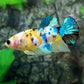 Yellow Koi Galaxy HMPK Female For Sorority Tank/Breed