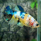 Yellow Koi Galaxy HMPK Female For Sorority Tank/Breed