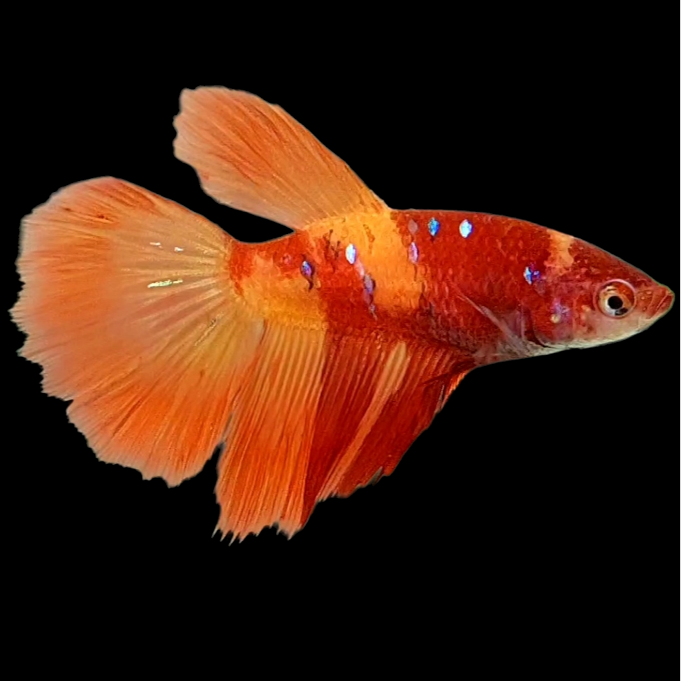 Nemo Koi Halfmoon Female For Sorority Tank/Breed