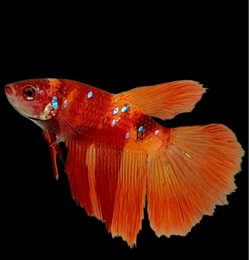 Nemo Koi Halfmoon Female For Sorority Tank/Breed