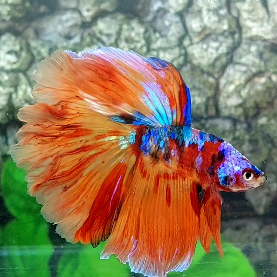 Multicolor Candy Galaxy Rosetail Halfmoon Male