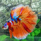 Multicolor Candy Galaxy Rosetail Halfmoon Male