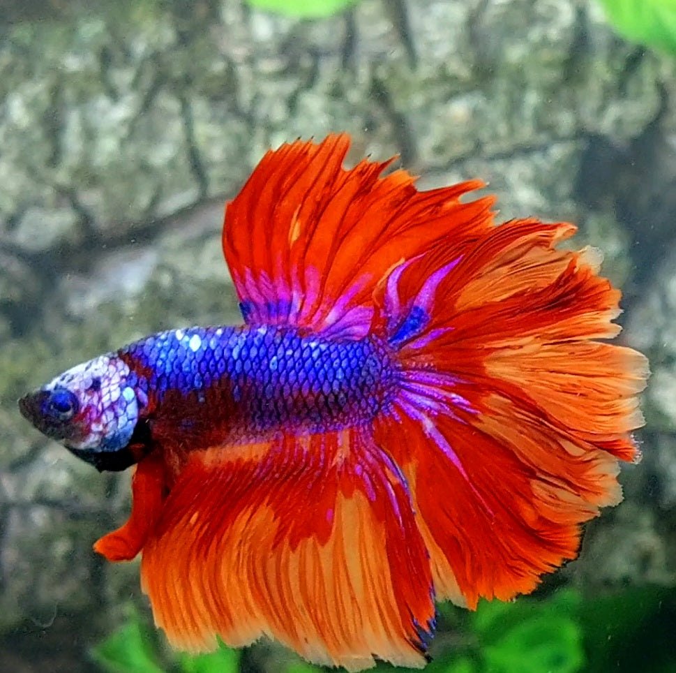 Purple Fire Candy Rosetail Halfmoon Male