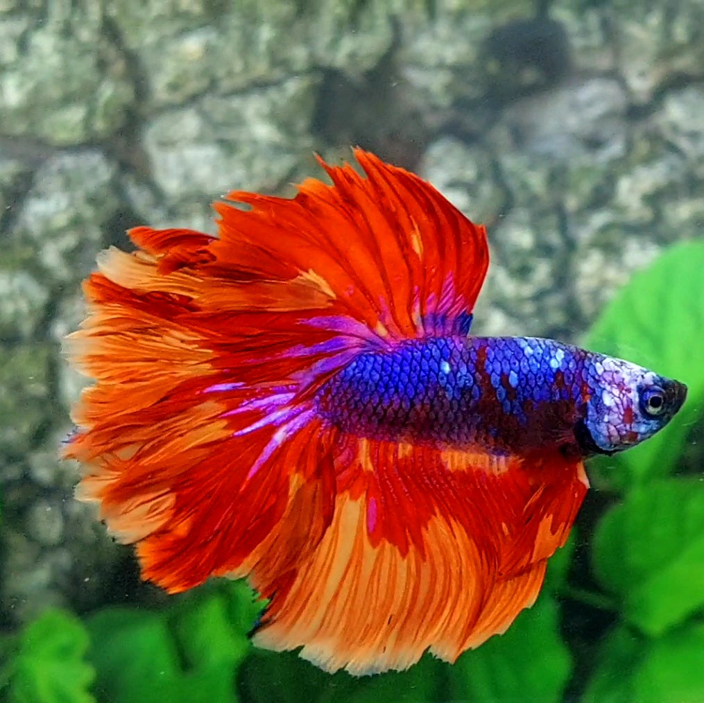 Purple Fire Candy Rosetail Halfmoon Male