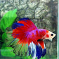 Multicolor Red Pink Galaxy Rosetail Halfmoon Male