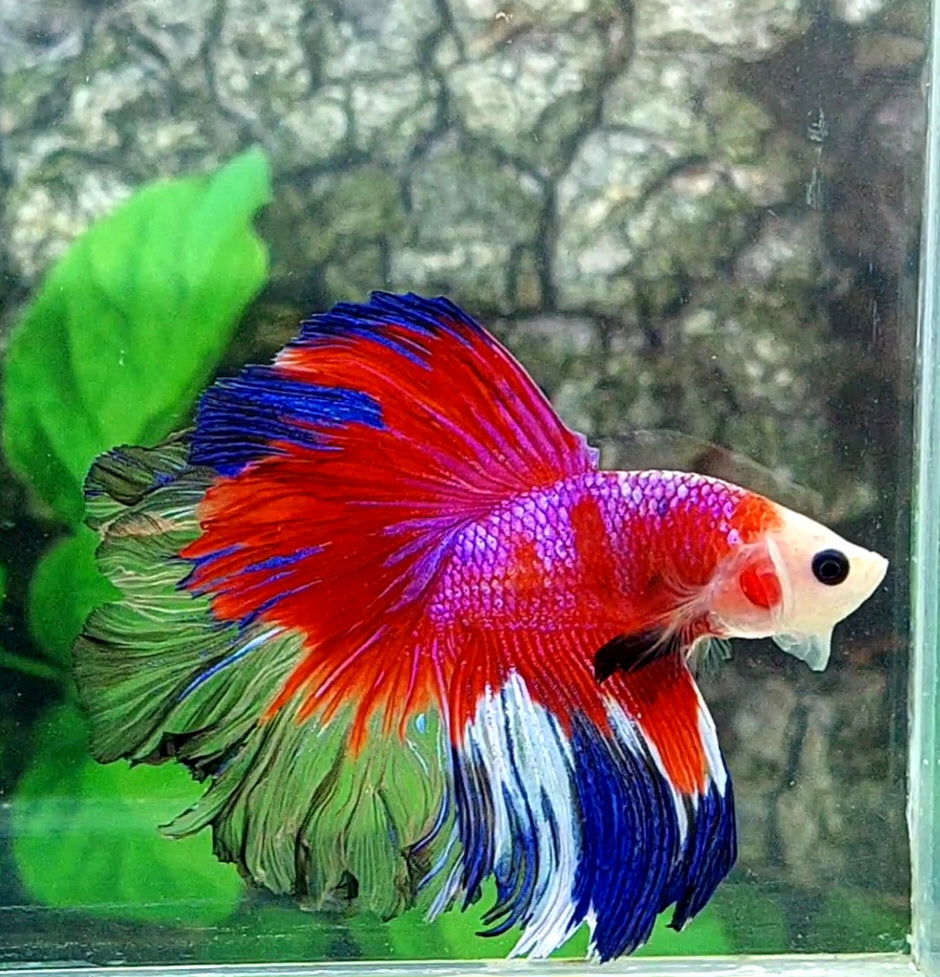 Multicolor Red Pink Galaxy Rosetail Halfmoon Male