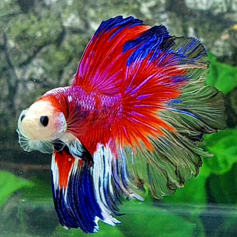 Multicolor Red Pink Galaxy Rosetail Halfmoon Male