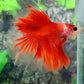 Classic Red Koi Rosetail Halfmoon Male