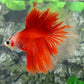 Classic Red Koi Rosetail Halfmoon Male