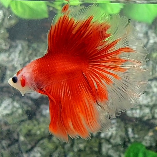 Classic Red Koi Rosetail Halfmoon Male