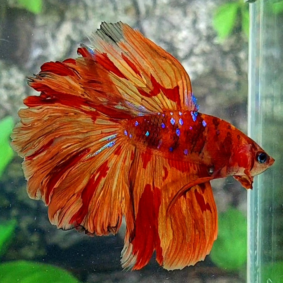 Nemo Fire Galaxy Rosetail Halfmoon Male