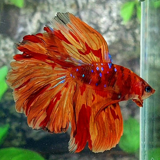 Nemo Fire Galaxy Rosetail Halfmoon Male