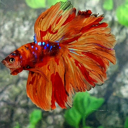 Nemo Fire Galaxy Rosetail Halfmoon Male