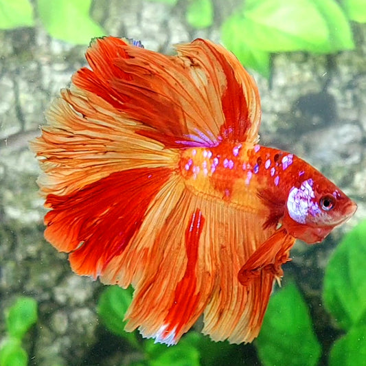 Nemo Fire Galaxy Rosetail Halfmoon Male